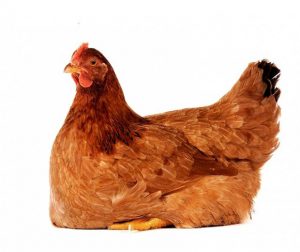 Hodujemy rasy, takie jak: 